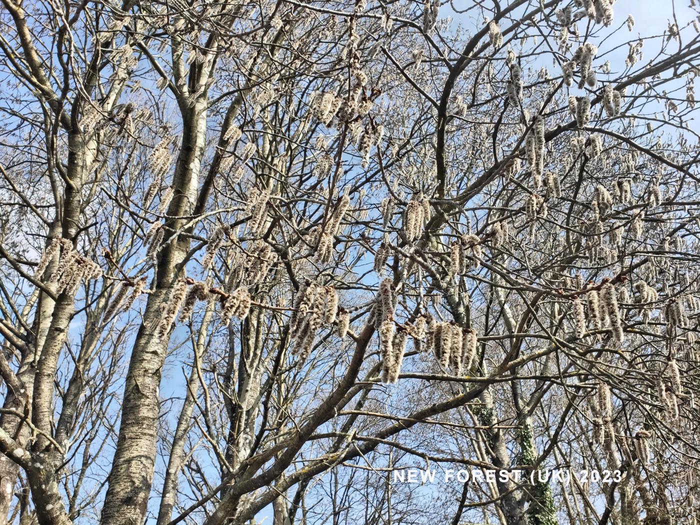 Poplar, White flower